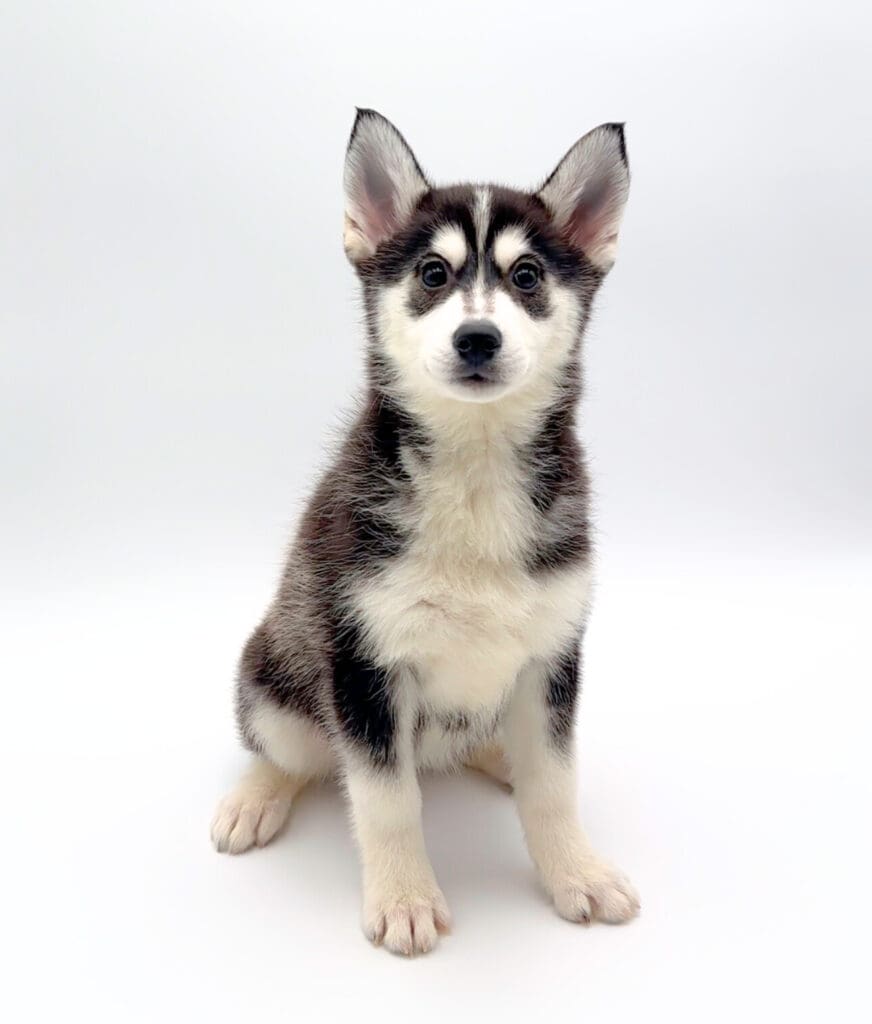[#M02038] - Black and White F Pomski Puppies For Sale