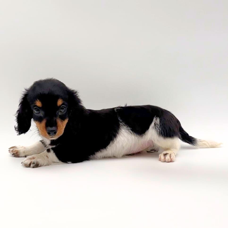 [#M02067] - Black and Tan M Dachshund Puppies For Sale