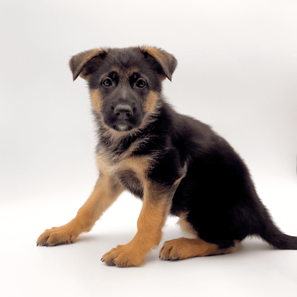 [#M01834] - Black and Tan F German Shepherd Puppies For Sale