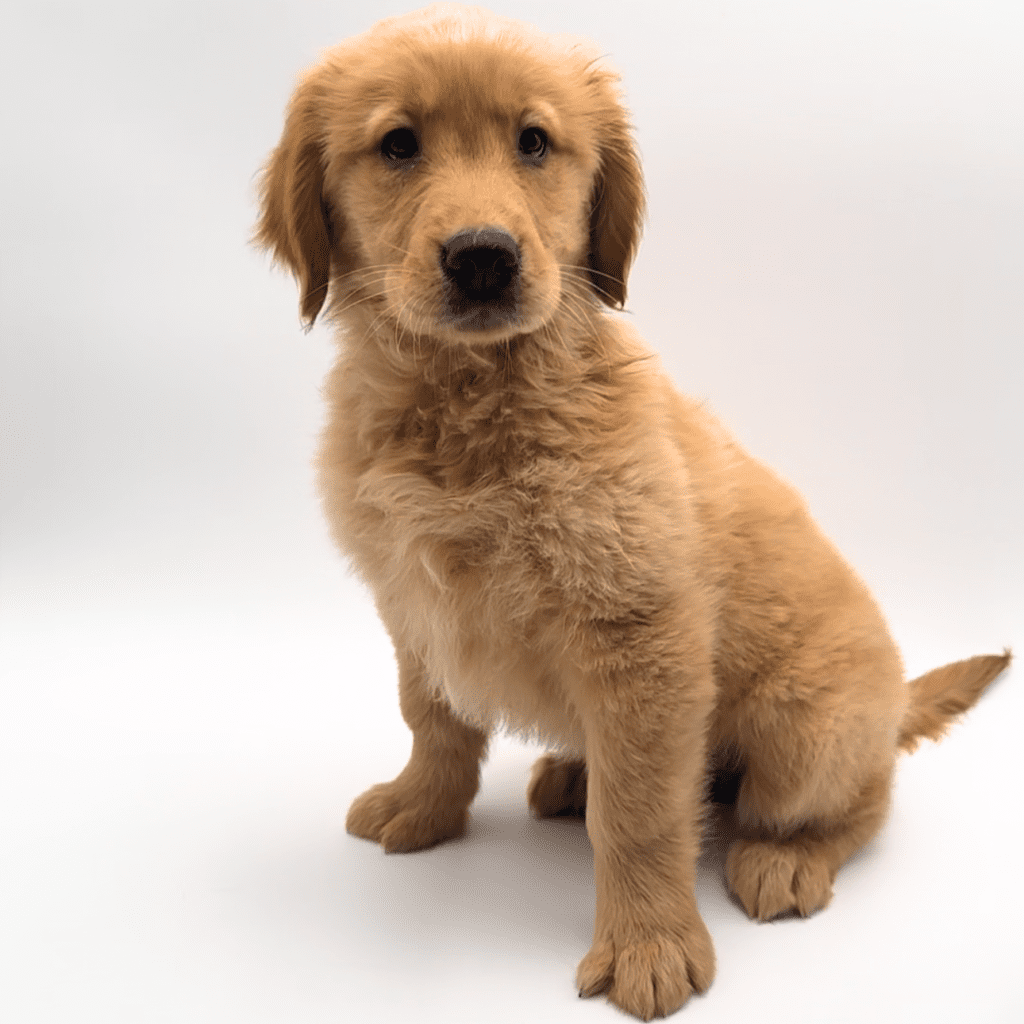 [#2561-13] - Golden F Golden Retriever Puppies For Sale