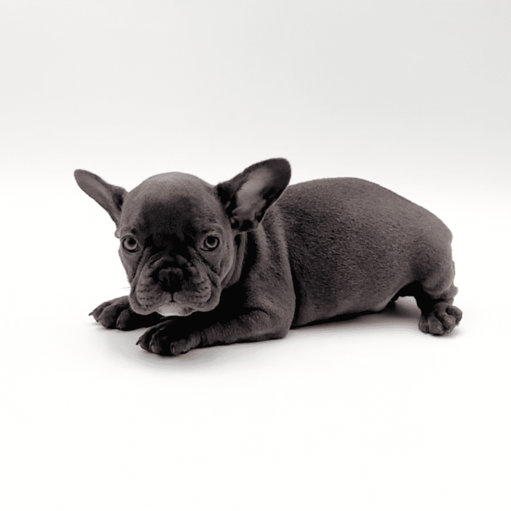 [#M02187] - Blue F French Bulldog Puppies For Sale