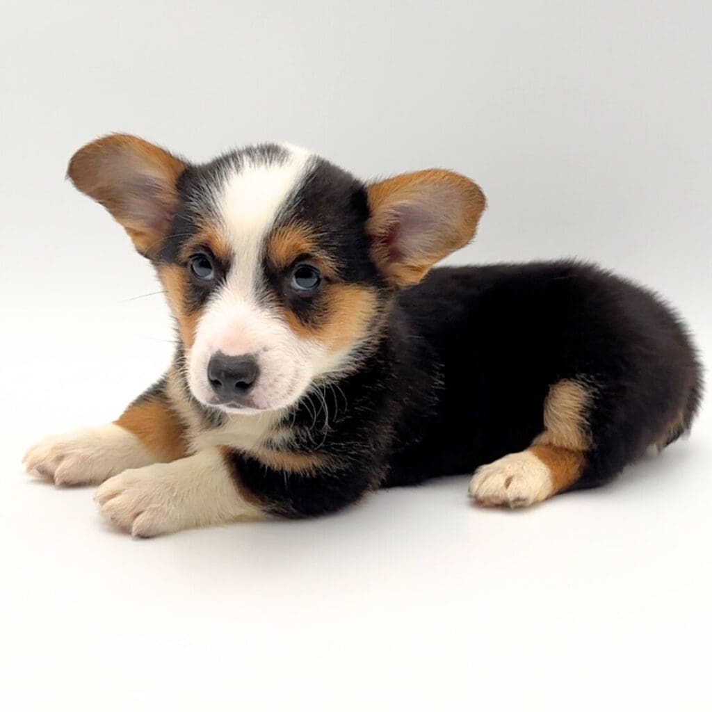 [#25509-05] - Black F Pembroke Welsh Corgi Puppies For Sale