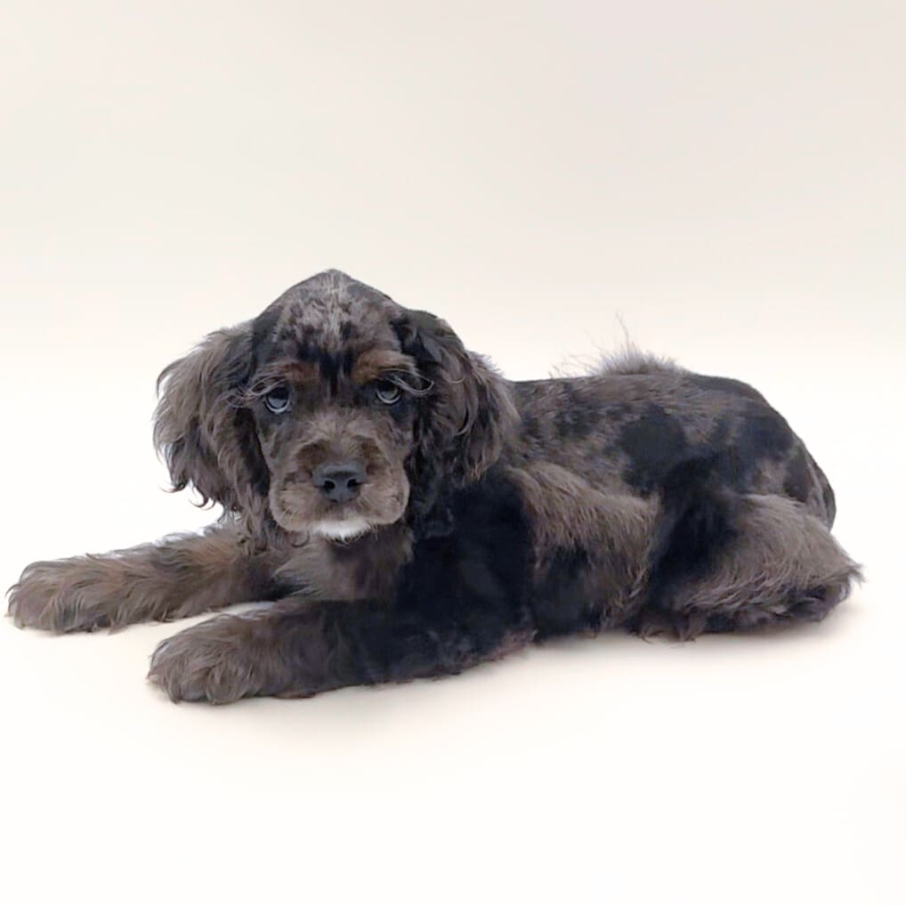 [#M02089] - Blue Roan M Cocker Spaniel Puppies For Sale
