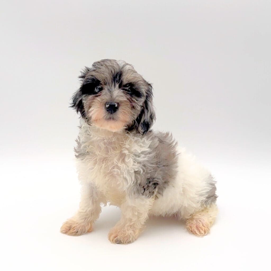 [#M02333] - Blue Merle and White M Malti-poo Puppies For Sale
