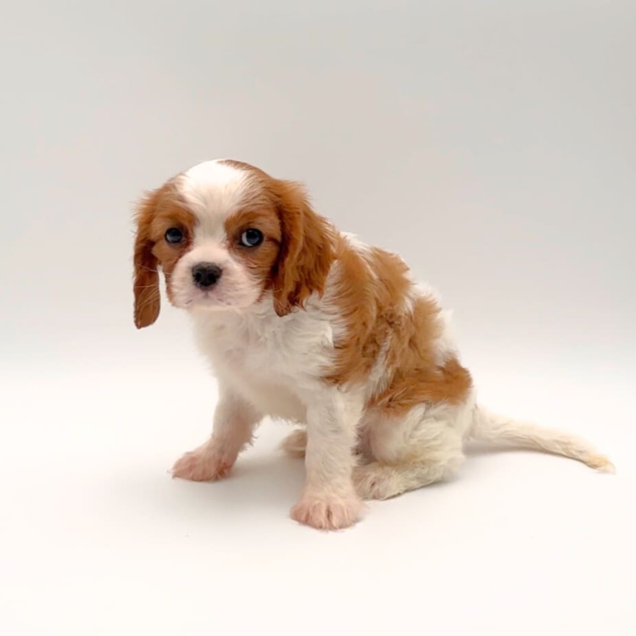 [#25285-01] - Blenheim M Cavalier King Charles Spaniel Puppies For Sale