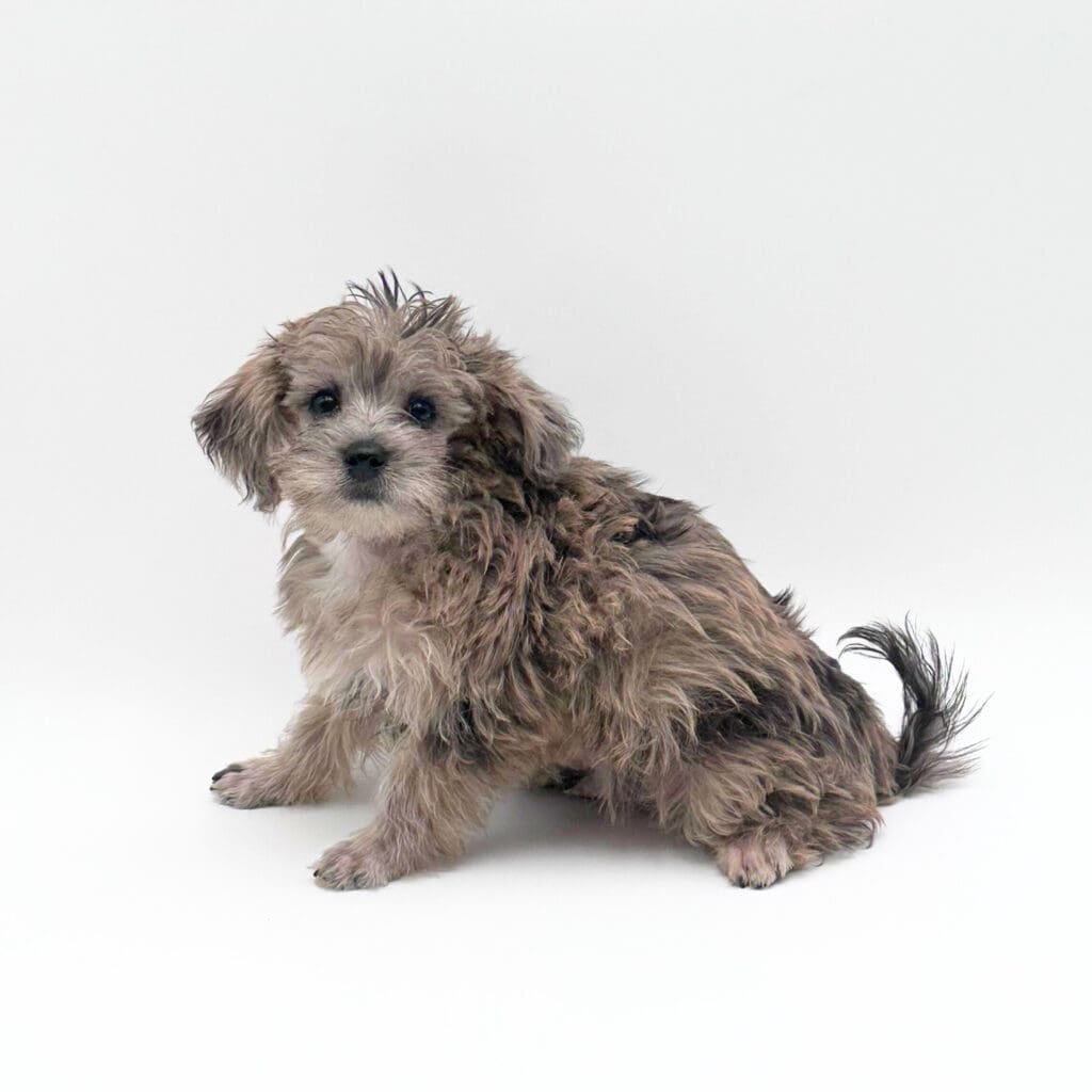 [#M02071] - Blue Merle M Havapoo Puppies For Sale