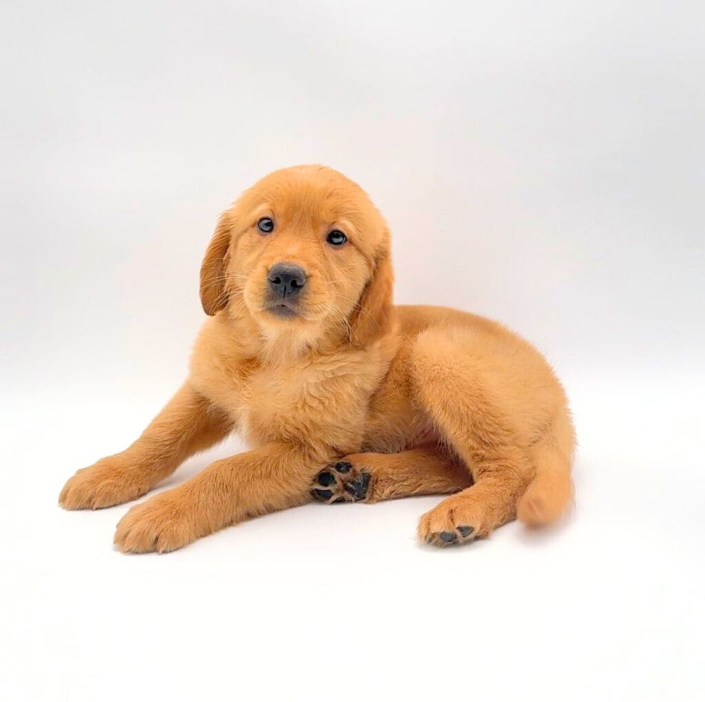[#M01936] - Dark Golden F Golden Retriever Puppies For Sale