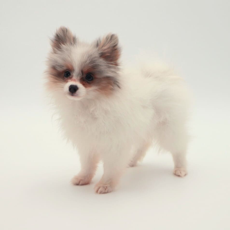 [#25311-03] - Blue Merle F Pomeranian Puppies For Sale