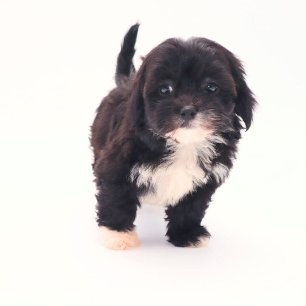 [#25302-03] - Chocolate F Teddy Bear Puppies For Sale