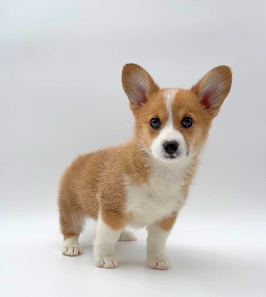 [#25484-04] - Red / White F Pembroke Welsh Corgi Puppies For Sale