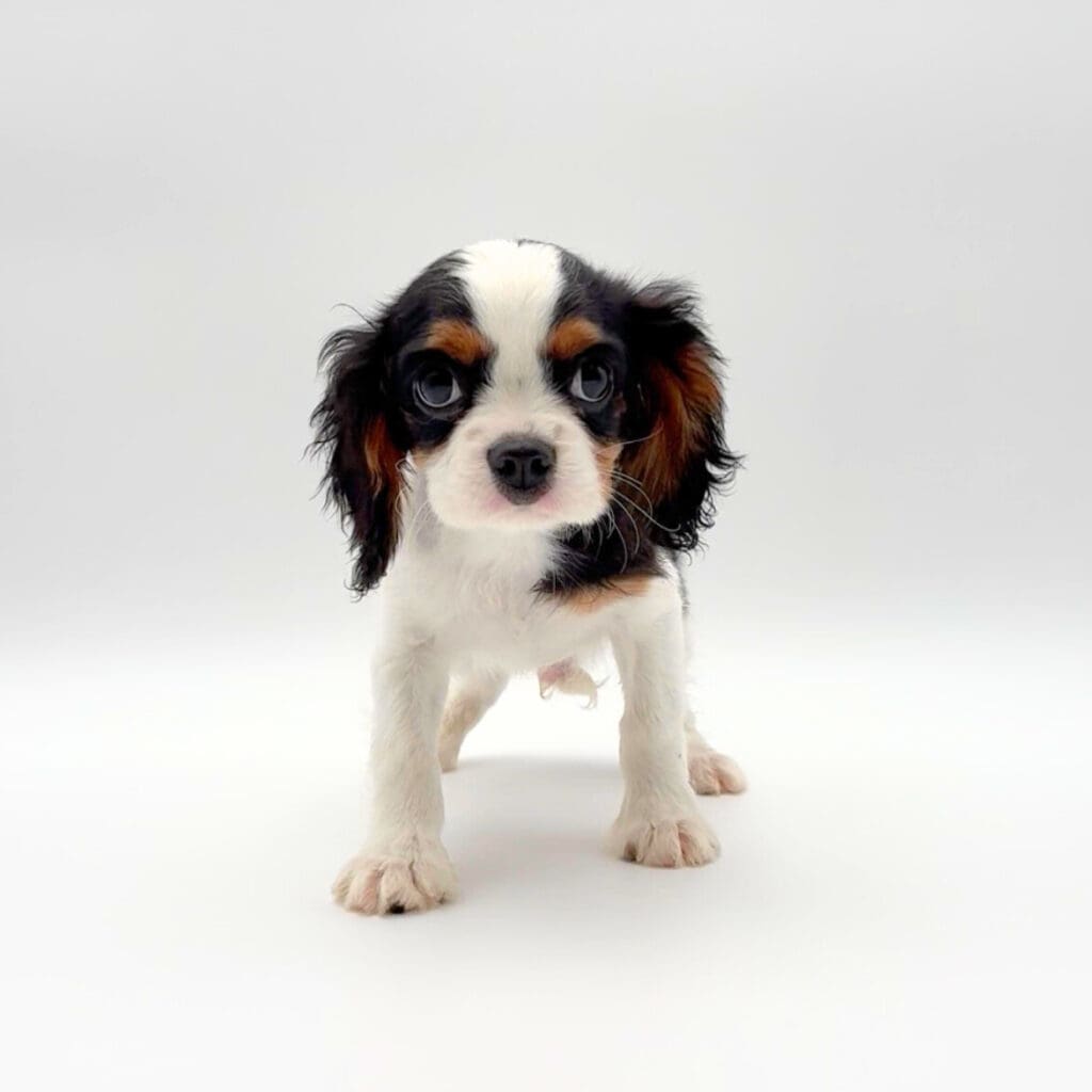 [#25179-01] - Tri-Colored M Cavalier King Charles Spaniel Puppies For Sale