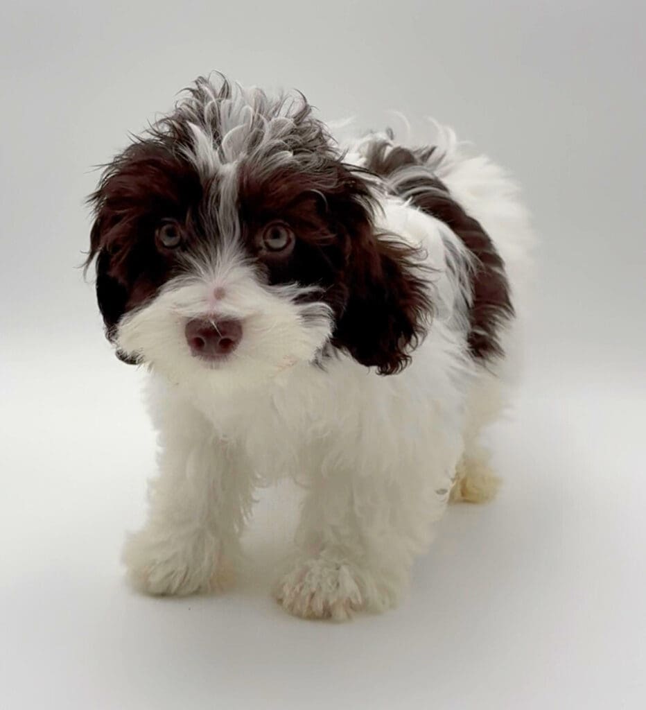 [#25130-02] - White / Chocolate M Havanese Puppies For Sale
