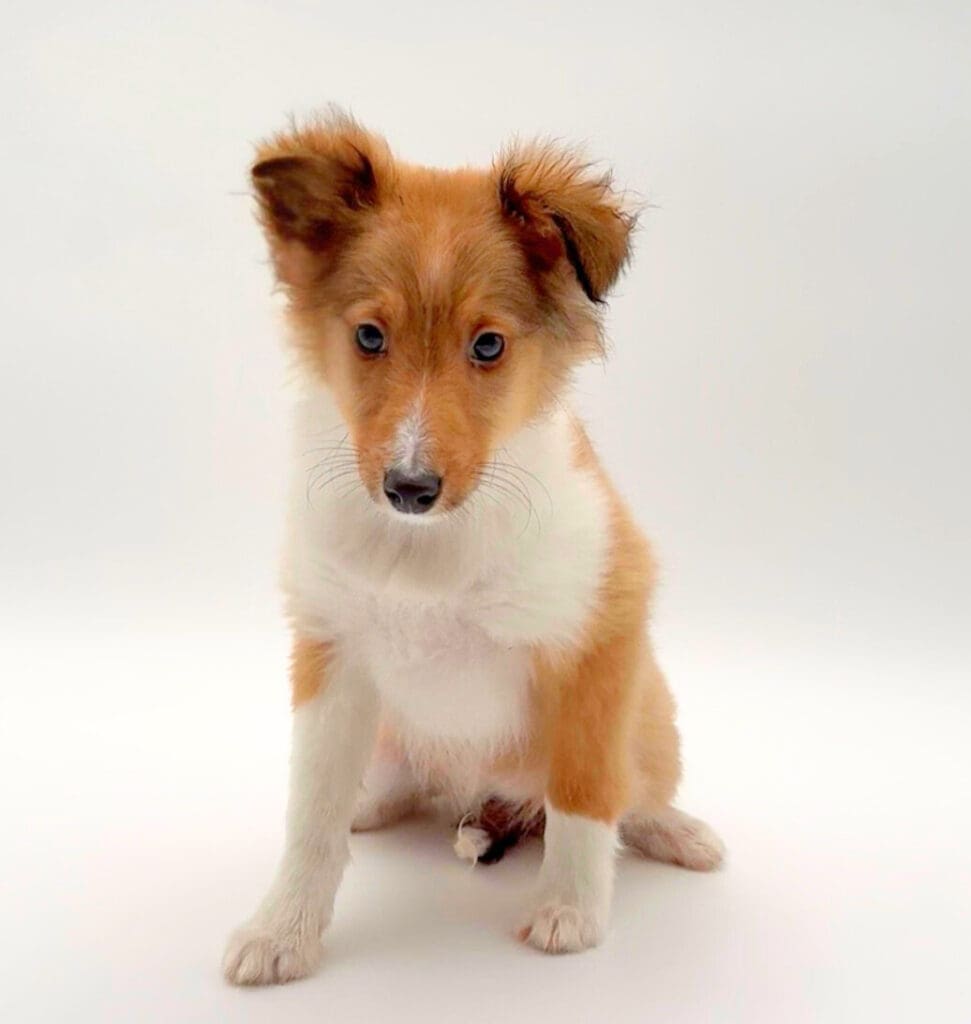 [#25556-01] - Sable / White F Shetland Sheepdog Puppies For Sale