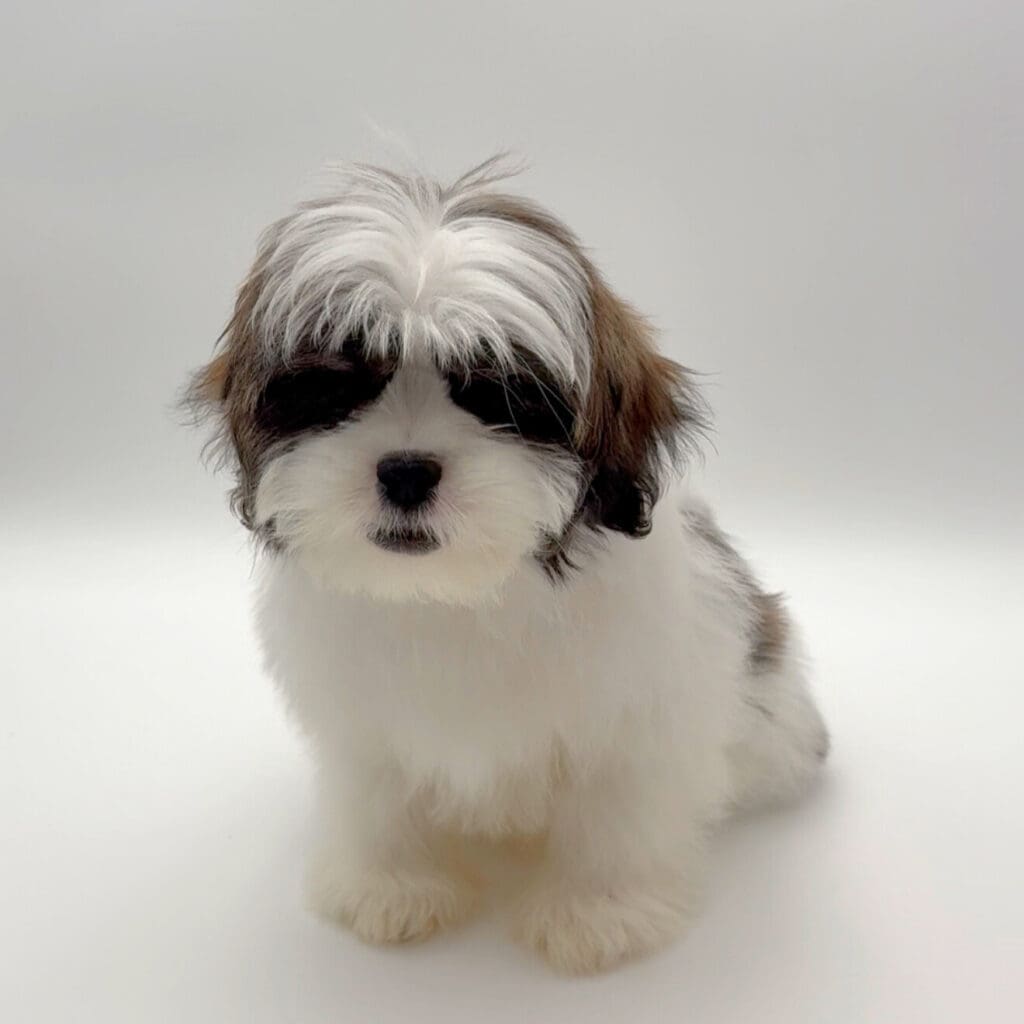 [#25246-04] - Brindle / White M Lhasa Apso Puppies For Sale
