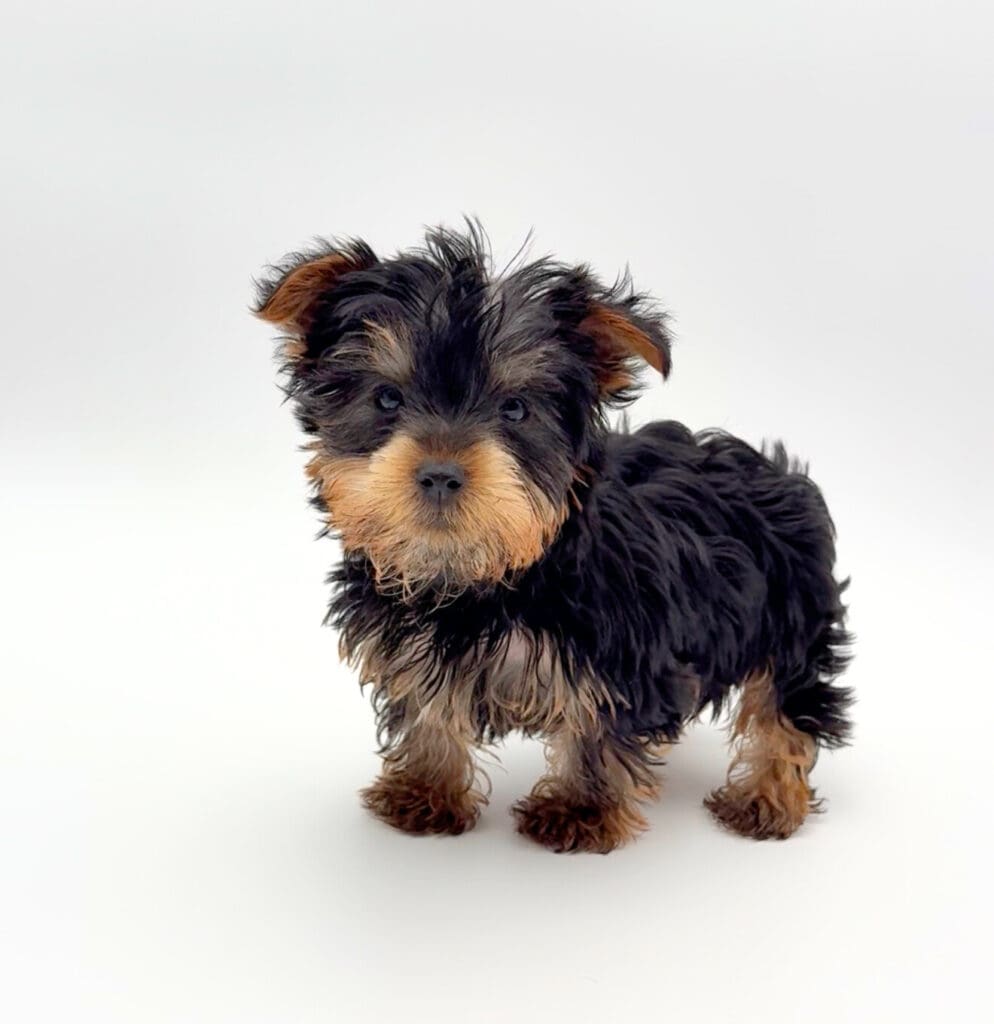 [#25299-02] - Black / Tan M Yorkshire Terrier Puppies For Sale
