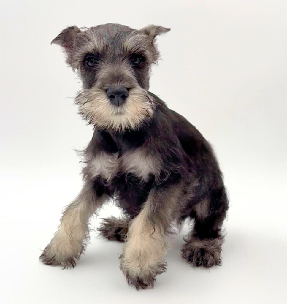 [#25477-04] - Salt / Pepper M Miniature Schnauzer Puppies For Sale