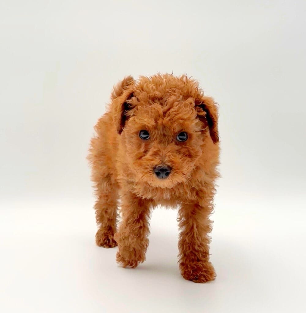 [#25453-04] - Red F Goldendoodle Mini 2nd Gen Puppies For Sale