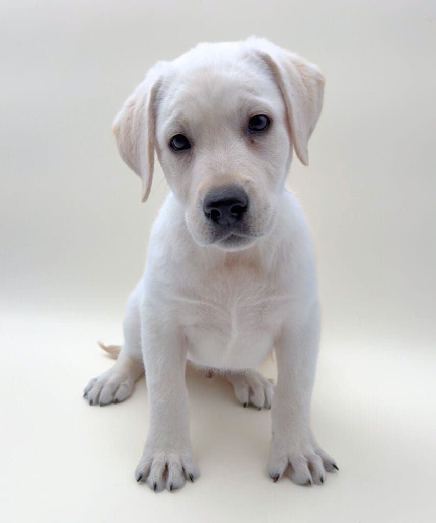 [#25246-01] - M Labrador Retriever Puppies For Sale