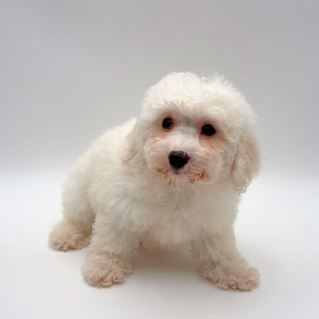 [#M02316] - White F Bichon Frise Puppies For Sale
