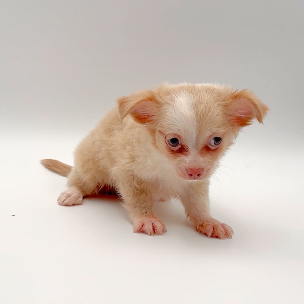 [#25273-01] - Cream M Chihuahua Puppies For Sale