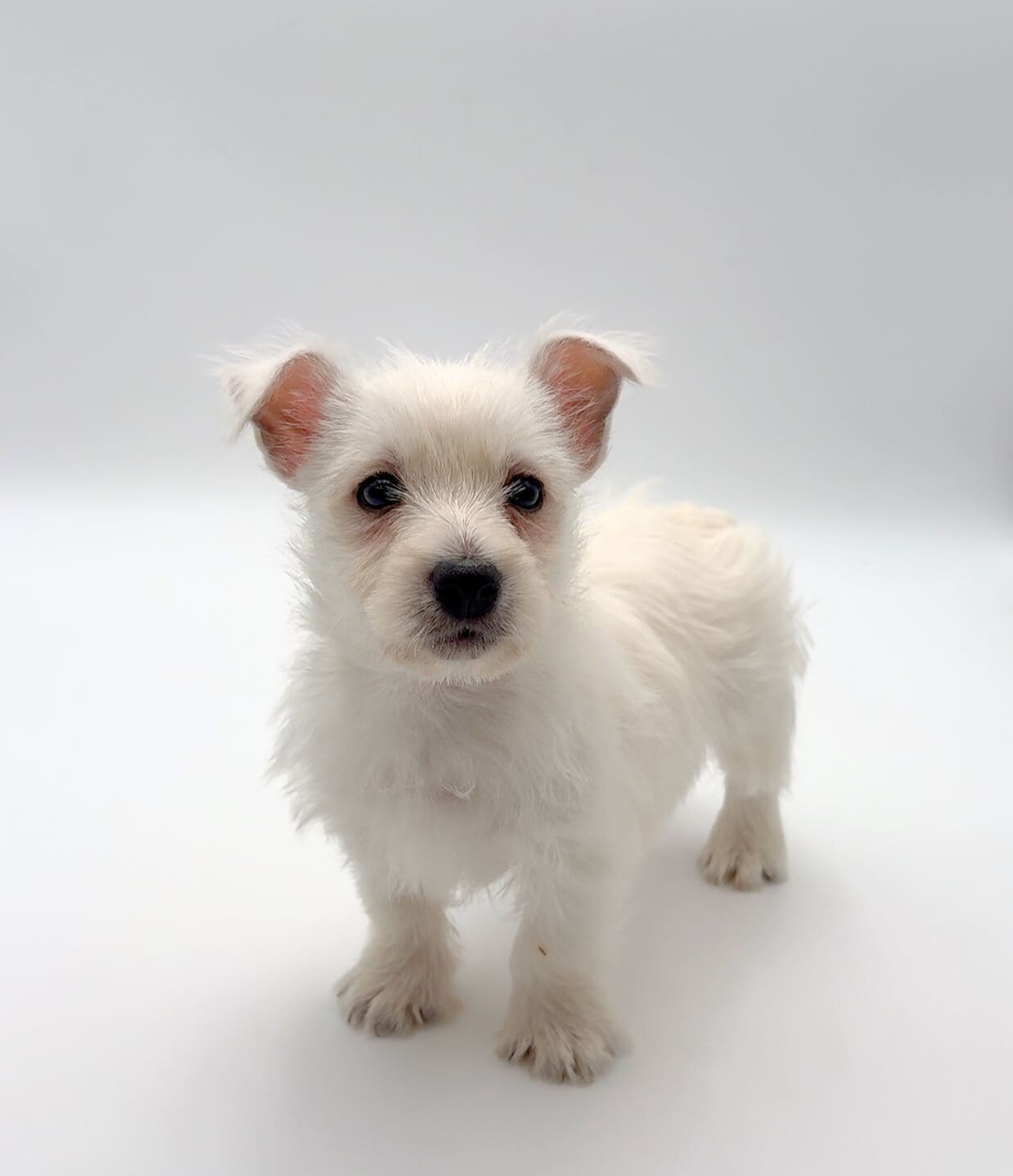 [#M02300] - White F West Highland White Terrier Puppies For Sale