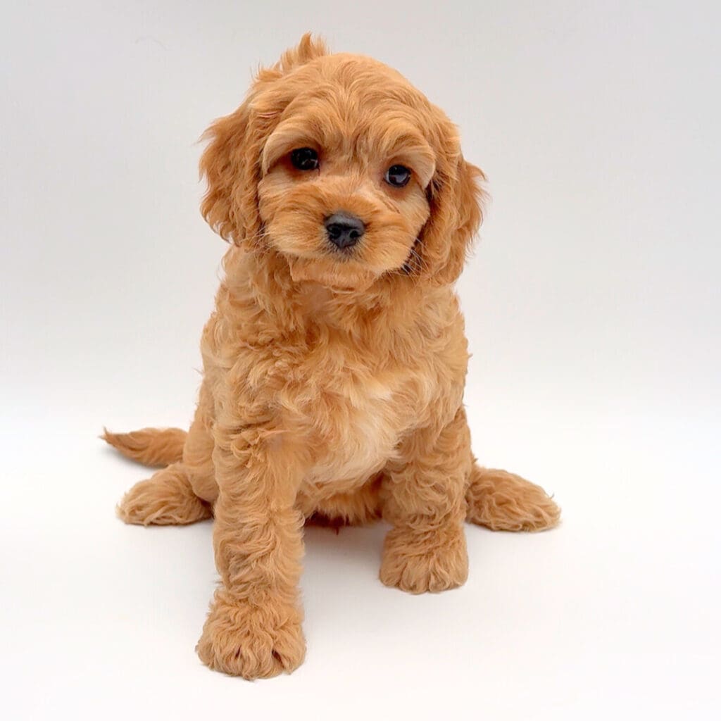 [#25265-01] - Red F Cavapoo Puppies For Sale