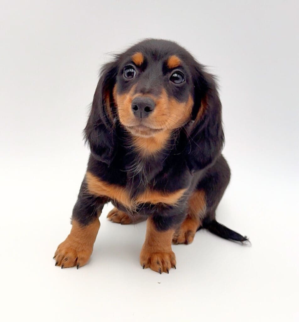 [#M01542] - Black and Tan F Dachshund Puppies For Sale