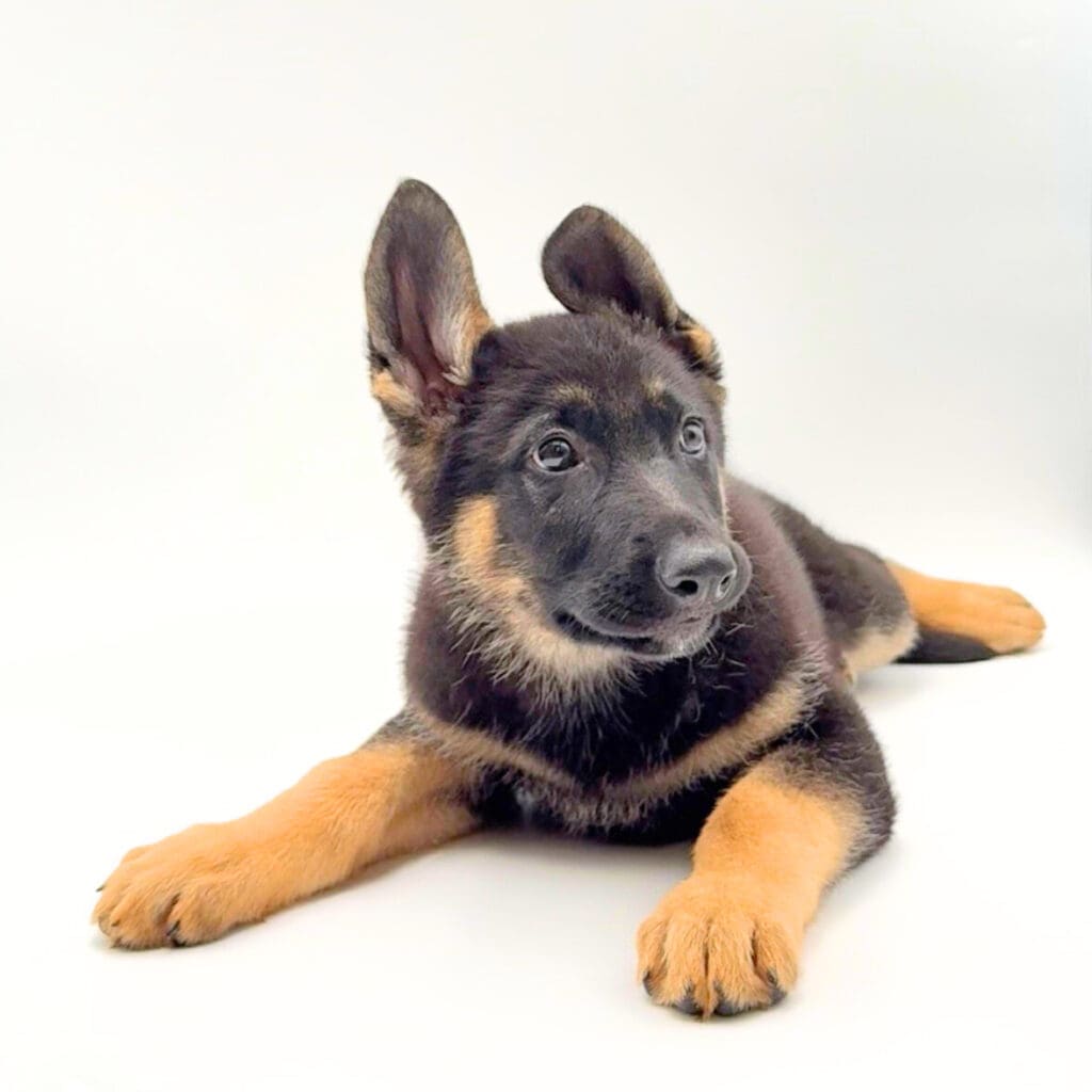 [#M01579] - Black and Tan M German Shepherd Puppies For Sale