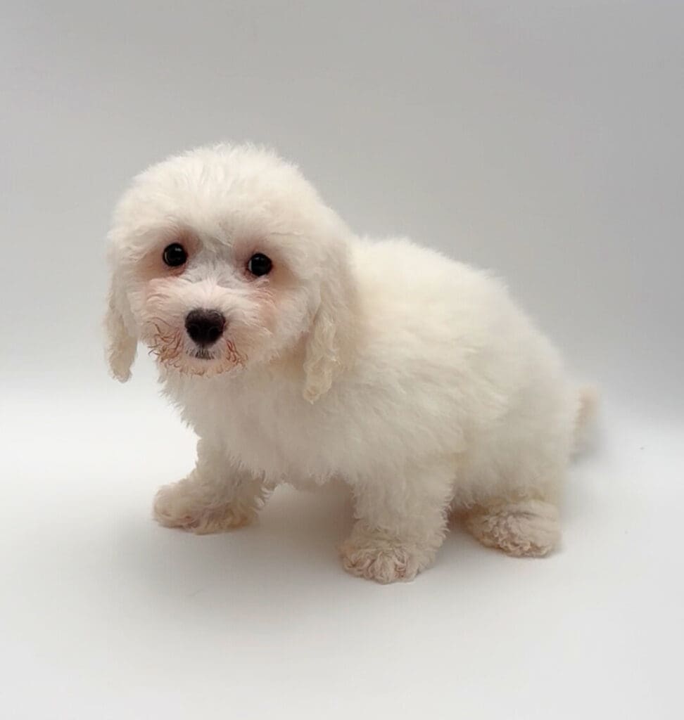 [#M02317] - White M Bichon Frise Puppies For Sale