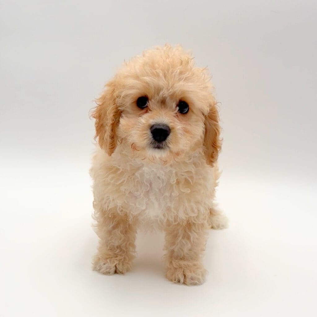 [#25401-01] - Apricot M Cavachon Puppies For Sale