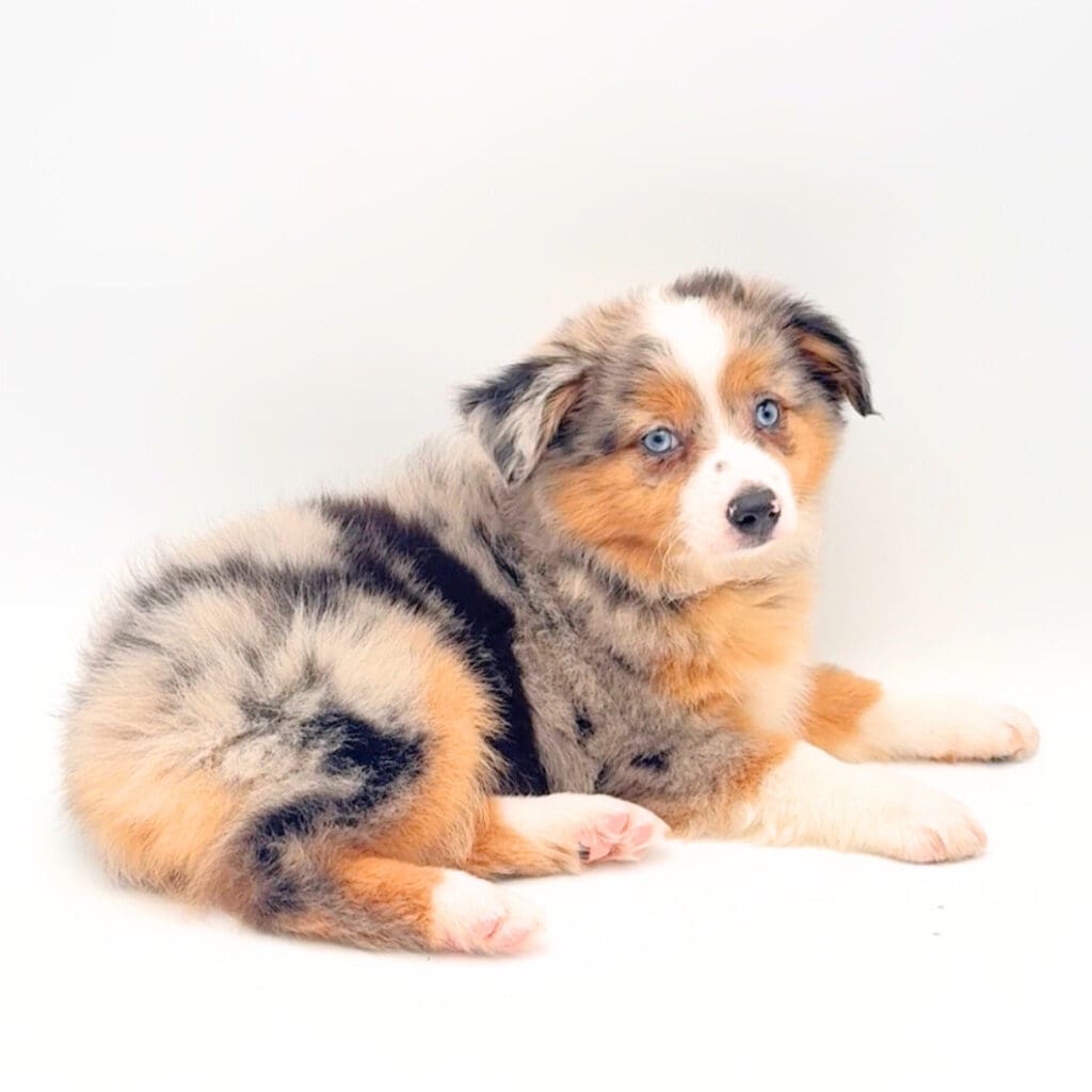 [#25303-03] - M Miniature Australian Shepherd Puppies For Sale