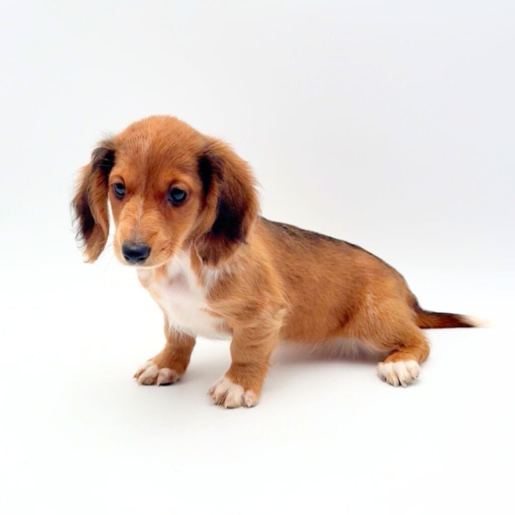 [#M02498] - Red F Dachshund Puppies For Sale