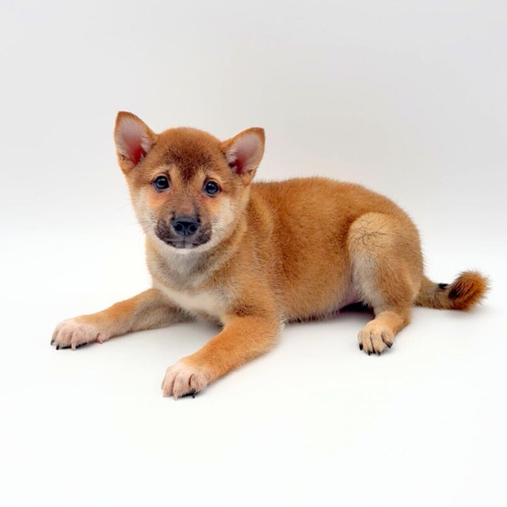 [#M01783] - Red Sesame F Shiba Inu Puppies For Sale