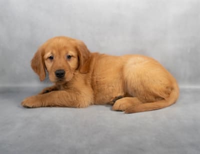 [#M02280] - Dark Golden F Golden Retriever Puppies For Sale