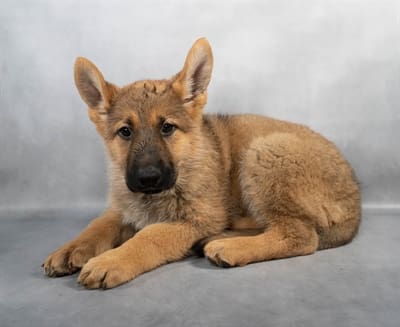 [#M05006] - Sable F German Shepherd Puppies For Sale