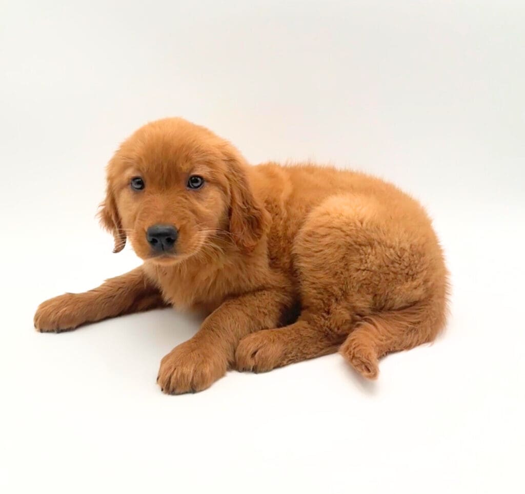 [#25263-01] - Red F Golden Retriever Puppies For Sale