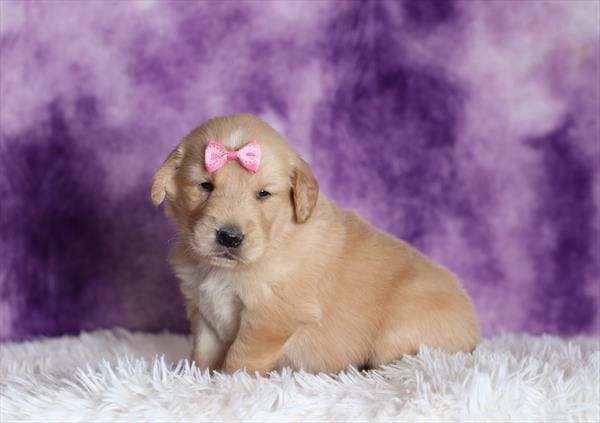 [#25151-05]  - Golden / White F Golden Retriever Puppies For Sale