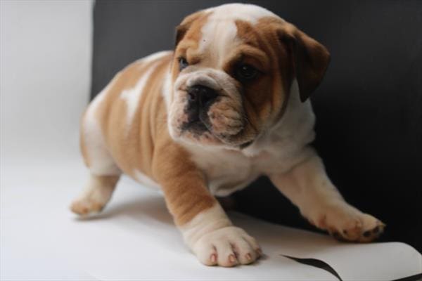 [#25775-02]  - Red / White M English Bulldog  Puppies For Sale