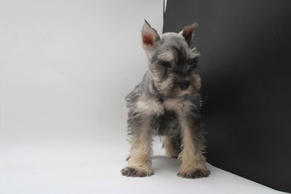 [#25767-05]  - Salt / Pepper F Miniature Schnauzer Puppies For Sale