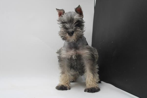 [#25767-02]  - Salt / Pepper M Miniature Schnauzer Puppies For Sale