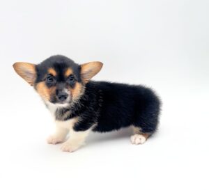 Pembroke Welsh Corgi
