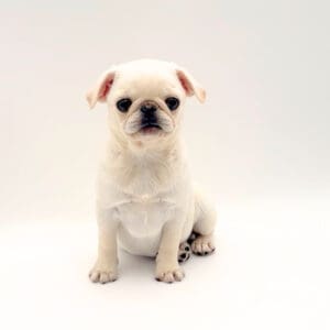 Pug
