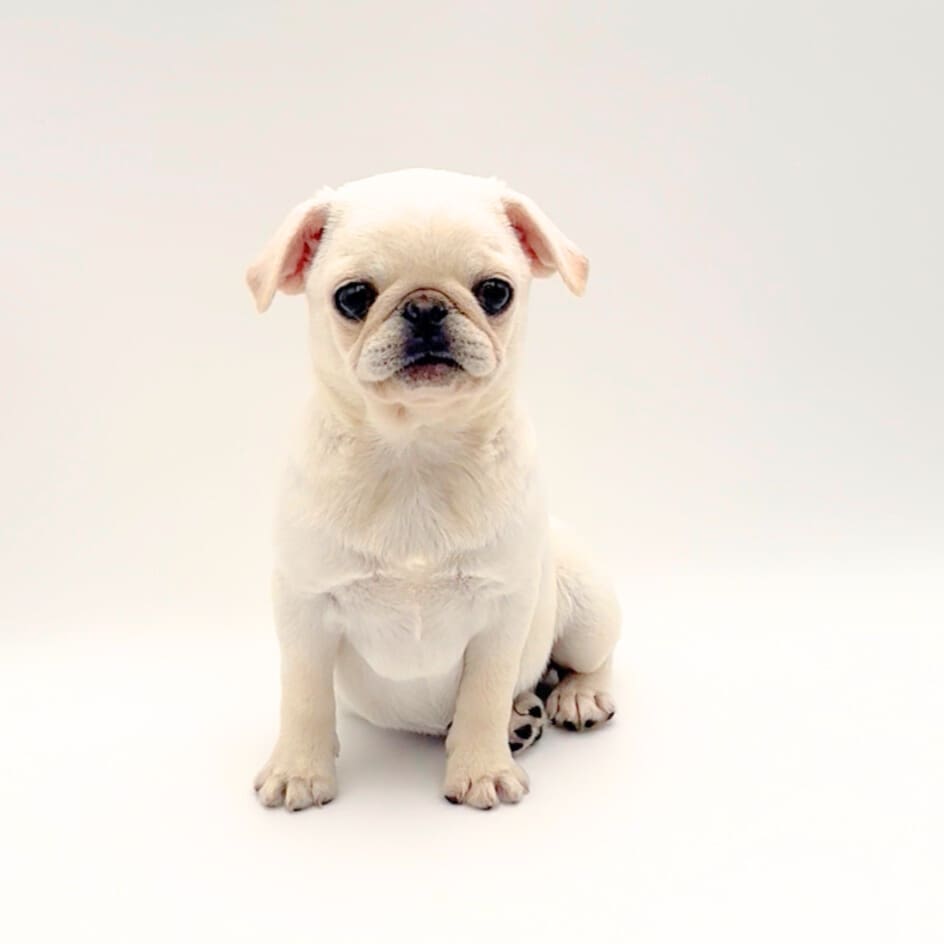 [#M03351]  - Silver Fawn F Pug Puppies For Sale