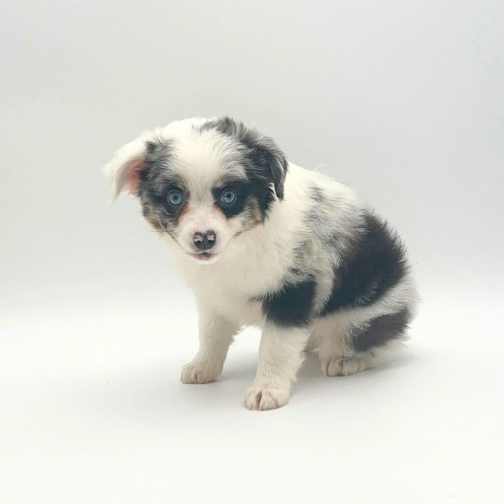 [#25359-03]  - Blue Merle F Miniature Australian Shepherd Puppies For Sale