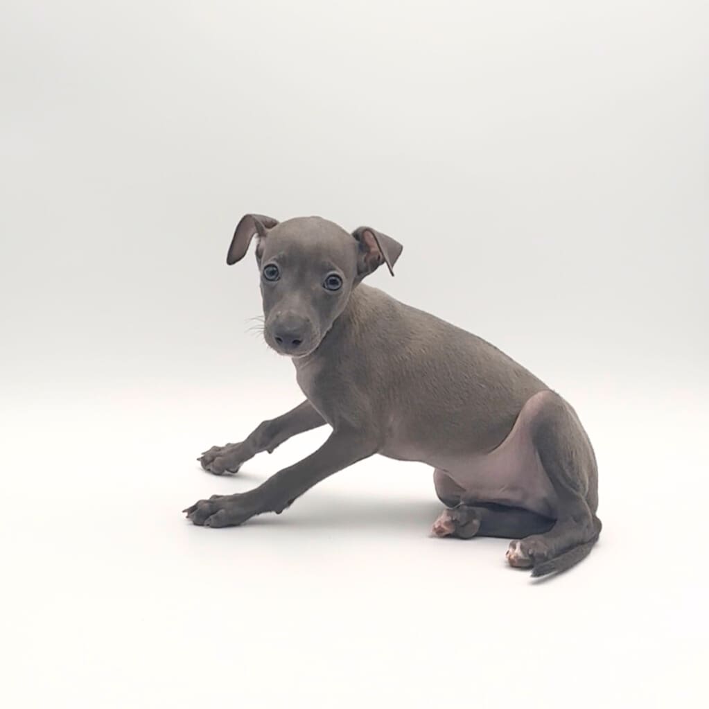 [#25368-02]  - Blue M Italian Greyhound Puppies For Sale