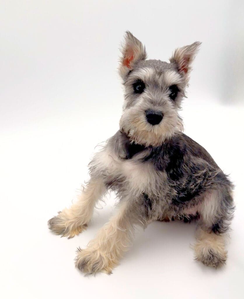 [#25767-02]  - Salt / Pepper M Miniature Schnauzer Puppies For Sale