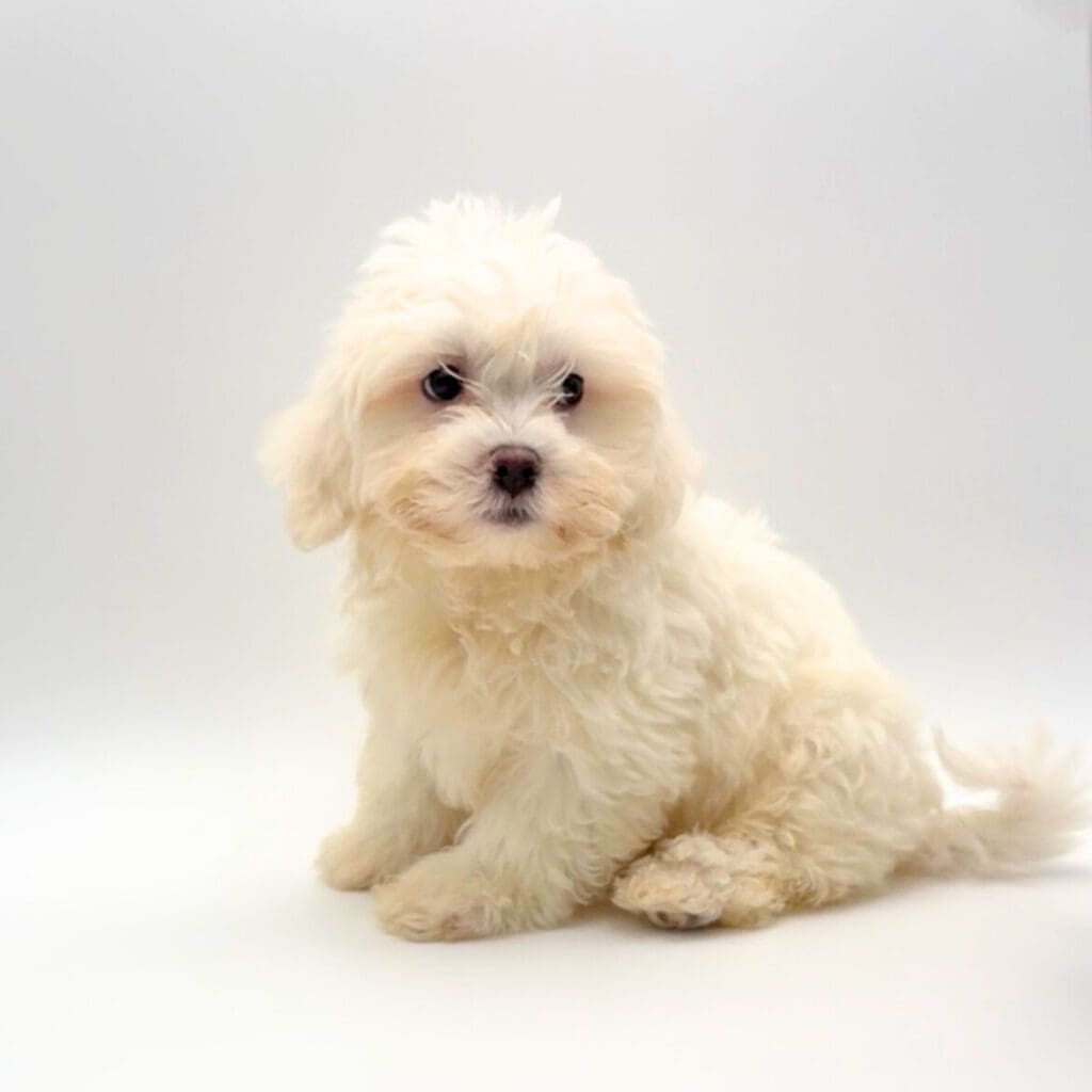 [#M02432]  - White F Teddy Bear Puppies For Sale
