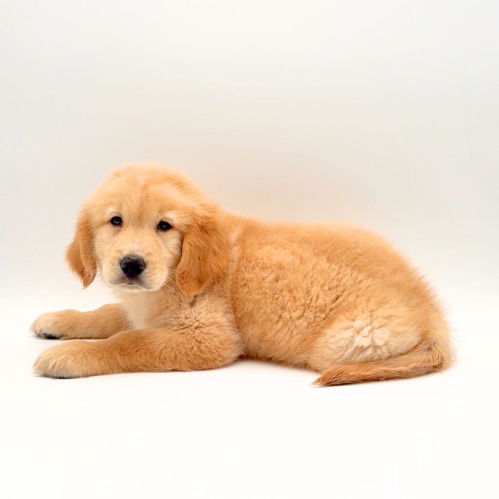 [#25151-03]  - Golden / White M Golden Retriever Puppies For Sale