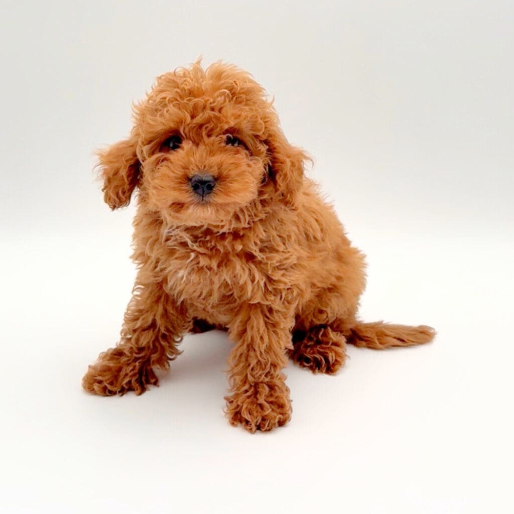 [#25357-02]  - Red M Poodle Mini/Cavapoo Puppies For Sale