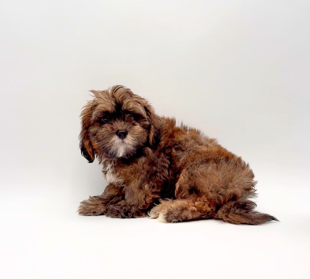[#M02807]  - Brindle M Shih -Poo Puppies For Sale
